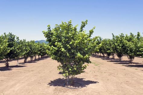 Growing Hazelnuts Trees, Hazelnut Plant, Hazelnut Tree, Apartment Plants, Picture Tree, Farm Lifestyle, Permaculture Design, Low Maintenance Landscaping, Edible Landscaping