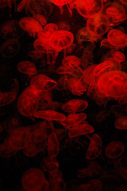 Red Jellyfish, Photowall Ideas, Red Aesthetic Grunge, Red And Black Wallpaper, Dark Red Wallpaper, I See Red, Red Jelly, Red Pictures, Red Walls