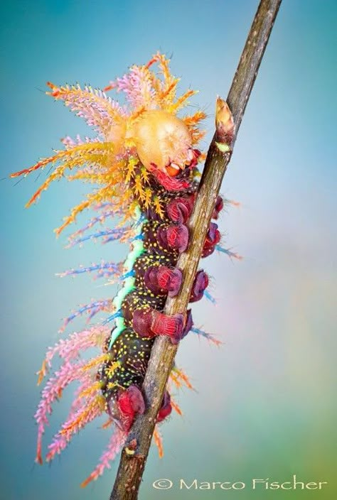 Caterpillar of Saturniidae moth. Saturniidae Moth, Cool Insects, Moth Caterpillar, Cool Bugs, Beautiful Bugs, Arthropods, Arachnids, Bugs And Insects, Love Bugs