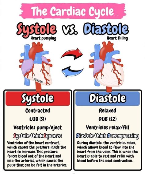 Cardiac Physiology, Cardiology Notes Medical, Cardiovascular Sonography Student, Cardiac Sonography Humor, Cardiovascular System Notes, Cardiovascular System Notes Nursing, Cardiac Cycle Physiology, Cardiac Conduction System Nursing, Cardiac Output