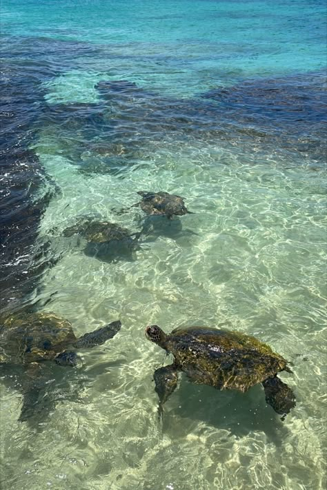 Turtles, Swimming, Beach, Oahu Hawaii, Travel, Vacation Hawaii Pictures Beach, Turtle Beach Hawaii, Hawaii Holiday Aesthetic, Hawaii Pics Aesthetic, Hawaii Aethstetic, Hawaii Aesthetic Oahu, Cute Hawaii Pictures, Hawai’i Aesthetic, Hawaii Asthetic Picture