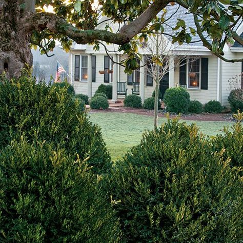 Littleleaf Boxwood Garden Landscaping With Boxwoods, American Boxwood, Southern Gardens, Boxwood Landscaping, Colonial Garden, Boxwood Garden, Evergreen Garden, Small Front Yard, Clematis Vine