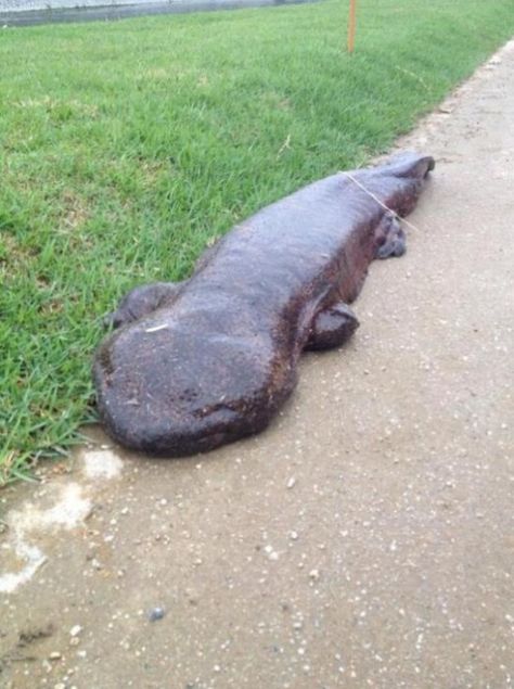 Giant Salamander Spotted In Kyoto – A Geek in Japan Giant Salamander, Creepy Animals, River Monsters, Giant Animals, Big Animals, Unusual Animals, Rare Animals, Weird Creatures, Reptiles And Amphibians