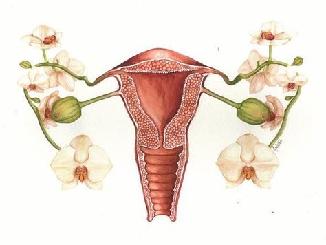 Menstrual Art, Menstruation Art, Doula Art, Floral Anatomy, Forms In Nature, Cycle Art, Pregnancy Art, Nurse Art, Illustration Botanique