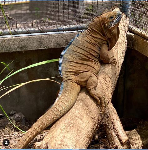 Meet Big Momma, the resident female Jamaican iguana who came to #Hopezoo in the early 1990’s when this critically endangered species was first rediscovered in the wild. IG 📸 @hopezookingston Big Momma, Kingston Jamaica, The Resident, Lizards, Endangered Species, In The Wild, Kingston, Jamaica, The Wild