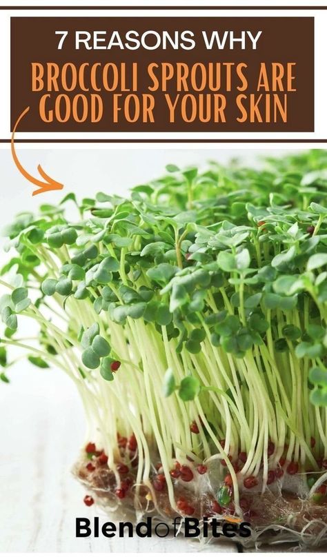 Broccoli Sprouts Recipes, Broccoli Sprouts Benefits, Sprouts Benefits, Glowing Skin Juice, Whole Plant Based Diet, Microgreens Recipe, Broccoli Benefits, Broccoli Sprouts, Alfalfa Sprouts