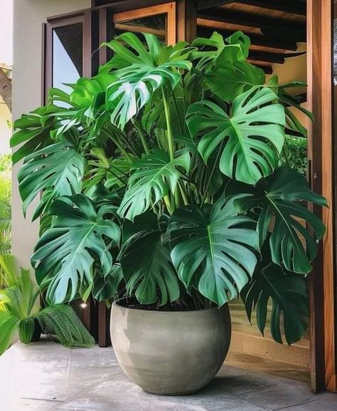 Tropical Garden Design, Potted Plants Outdoor, Large Flower Pots, Inside Plants, Flower Pots Outdoor, Plant Decor Indoor, House Plants Decor, House Plants Indoor, Pretty Plants