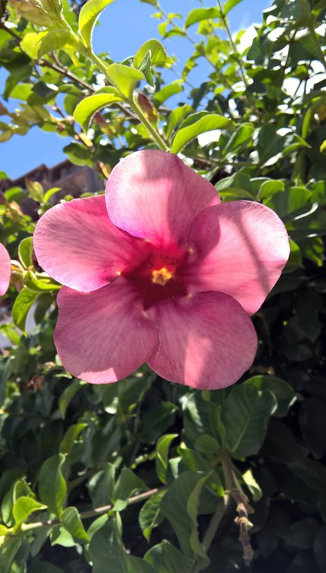 Alamanda – Allamanda Cathartica Allamanda Flower, Trumpet Flowers, Kingdom Plantae, Bell Flowers, Pretty Garden, Parts Of A Flower, Tropical Decor, Flower Decor, Hibiscus Flowers