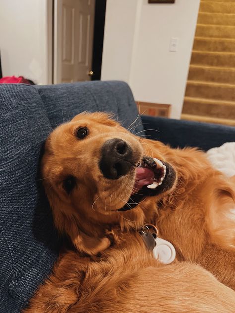 Golden Retriever Astethic, Red Retriever Aesthetic, Golden Character, Red Golden Retriever Puppy, Dark Golden Retriever, Golden Retriever Energy, Golden Retriever Boyfriend, 2024 Intentions, Red Retriever