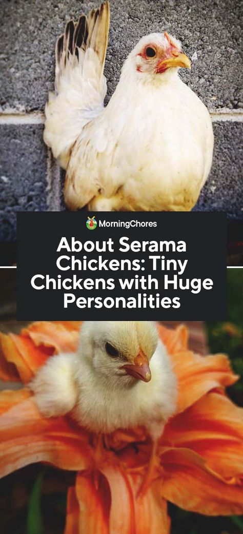 About Serama Chickens: Tiny Chickens with Huge Personalities Serama Chicken Coop Ideas, Serama Chicken Coop, Chickens Backyard Breeds, Small Chicken Breeds, Serama Chicken, Beginners Garden, Ranch Living, Chicken Incubator, Poultry Farming