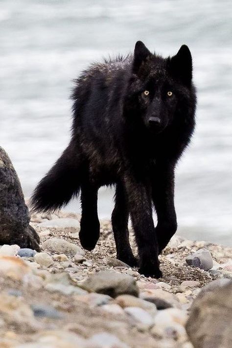 Black Wolf / Image by mark.payton.photography (Mark Payton) from instagram Black Wolf Photography, Black Wolves Aesthetic, Black Wolf Pup, Wolf Photography Black And White, Black Wolf Dog Aesthetic, Black Wolf Dog Hybrid, Wolf Images, Wolf Photography, Black Wolf