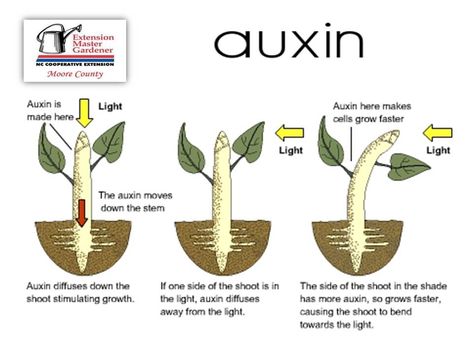 Plant Hormones, Plant Cell Model, Biology Ideas, Teaching Plants, Biology Plants, Life Science Activities, Environmental Technology, Plants Unit, A Level Biology