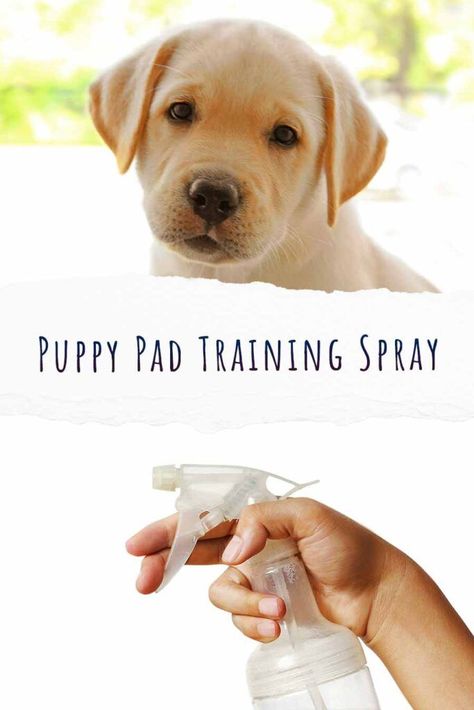 Pad Training A Puppy, Puppy Pad Training Tips, Pee Pad Training Puppies Dogs, Indoor Dog Potty Diy, Dog Potty Diy, Indoor Dog Potty, Puppy Cage, Puppy Pens, Puppy Litter