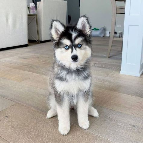 Husky Mix Breeds, Small Husky, Blue Eyes Baby, Husky Facts, Siberian Husky Facts, Black Husky, Husky With Blue Eyes, White Siberian Husky, Husky Puppies For Sale