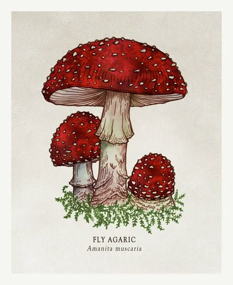 Bower Studios, Fly Agaric Mushroom, Amanita Muscaria, 동화 삽화, Arte Indie, Fly Agaric, Mushroom Drawing, Arte Sketchbook, Mushroom Art