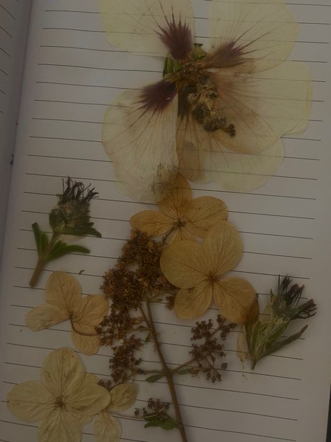 Pressed Flower Aesthetic, Weeds Aesthetic, Pressed Flowers Aesthetic, Ap Art Ideas, Flowers Aesthetic, Ap Art, Whole Heart, Pressed Flower, My Darling