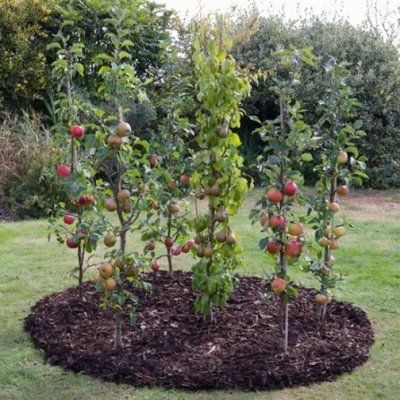 Vertical Cordon (Columnar) Fruit Trees - Patio Fruit Trees Trees Backyard, Fruit Trees Backyard, Patio Fruit Trees, Espalier Fruit Trees, Fruit Tree Garden, Growing Fruit Trees, Garden Fruit, Edible Landscaping, Veg Garden