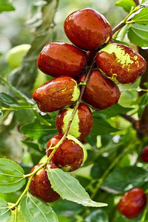 Silver Falls Dichondra, Jujube Tree, Jujube Fruit, Dates Tree, Fruit Seeds, Beautiful Fruits, Fruit Tree, Fruit Garden, Exotic Fruit