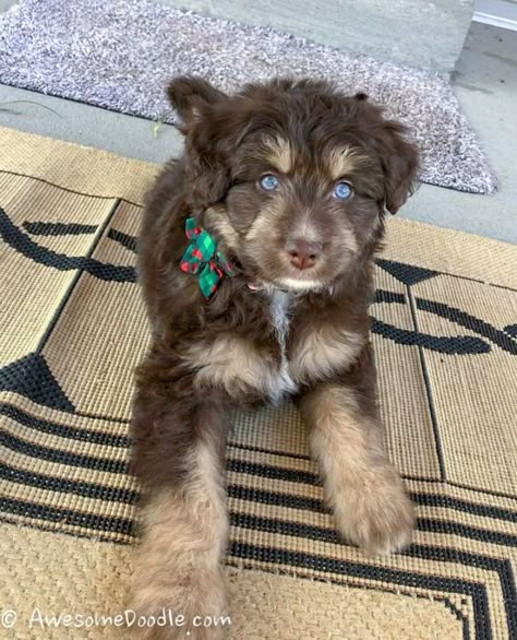 Aussie Doodle Puppy, Aussiedoodle Puppies, Puppies With Blue Eyes, Super Cute Puppies, Goldendoodle Puppy, Cute Animals Images, Puppy Breeds, Baby Puppies