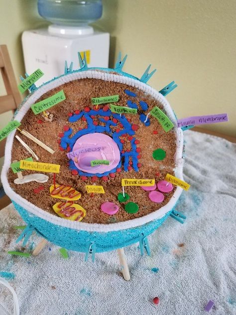 Animal Cell Model, Plant Cells, Cell Model, Animal Cell, Plant Cell, Fifth Grade, 5th Grades, 5th Grade, School Projects