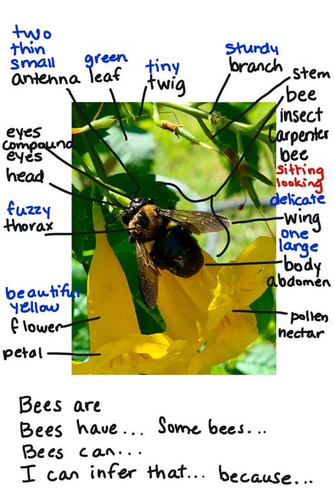 Picture Word Inductive Model, Multilingual Learners, Instructional Method, Insect Eyes, Sentence Stems, English Teaching Resources, Esl Classroom, Language Arts Teacher, Language Arts Classroom