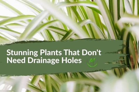 If you are looking for an easy way to add some greenery to your home, look no further than plants that don’t need drainage holes. With varying water and light requirements, these plants are perfect for any space, big or small. Many plants can thrive indoors without a drainage system, from succulents to ferns. This … 14 Stunning Plants That Don’t Need Drainage Holes Read More » The post 14 Stunning Plants That Don’t Need Drainage Holes appeared first on . Plants That Dont Need Drain Holes, Dracaena Sanderiana, Small Indoor Plants, Chinese Evergreen, Drainage System, Low Light Plants, Liquid Fertilizer, Spider Plants, Hardy Plants