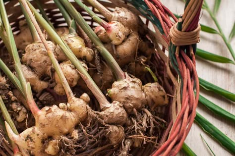 How To Plant Ginger, How To Regrow Celery, Grow Ginger Indoors, Plant Ginger, Regrow Celery, Door Reefs, Indoor Plant Garden, Herb Planting, Growing Ginger Indoors