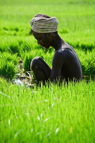 Farmer woking in rice field. Tamil Nadu, | by Dmitry Rukhlenko Travel Photography Tamilnadu Village Photography, Tamil Culture Photography, Grls Dps, Tamilnadu Photography, Tamil Photography, Indian Farming, National Integration, Farmer Working, Agriculture Pictures