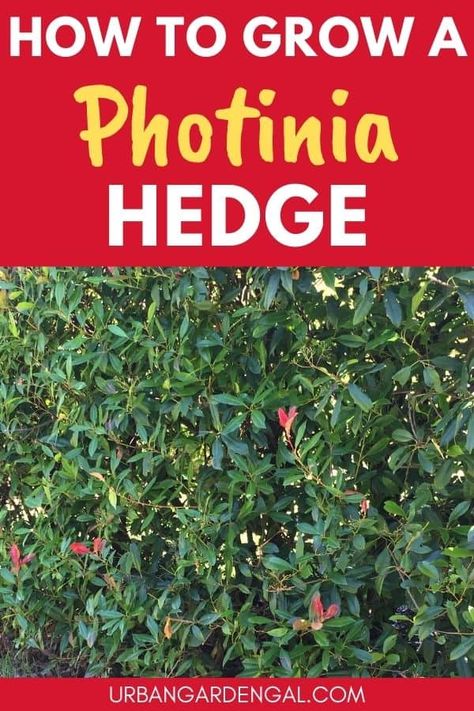 Red Tip Photinia Privacy Fence, Photinia Red Robin Hedge, Photinia Hedge, Red Robin Hedge, Red Tip Photinia, Red Robbin, Privacy Garden, Photinia Red Robin, Yard Privacy