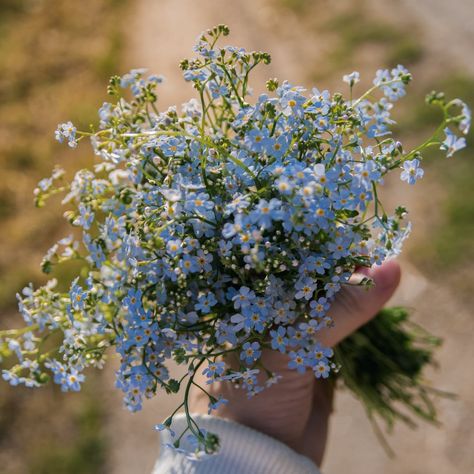 Forget Me Not Forget Me Not Seeds, Flower Mural, Forget Me Not Flower, Flower Room, We Are Best Friends, Forget Me Nots, Community Gardening, Flower Images, Forget Me Not