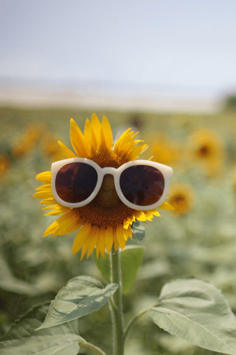 Summer Aesthetic Pictures, Summer Popsicles, Tropical Resort, Happy Pictures, Background Aesthetic, Happy Vibes, Yellow Aesthetic, Summer Feeling, Happy Summer