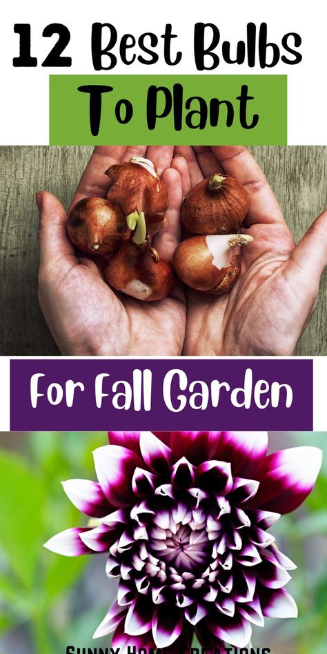 Garden Bulbs Ideas, Best Bulbs To Plant In The Fall, Fall Planted Bulbs, What Bulbs To Plant In Fall, Fall Bulbs To Plant, Perennial Bulbs To Plant In Fall, What To Plant In Fall Garden, Flower Bulbs To Plant In Fall, Fall Flower Garden Ideas