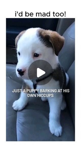 Paw-Paw Pets on Instagram: "Just a little furball having a barking match with its own hiccups – cuteness overload! 🐾🐶

#pawpawpetpark #PetParkMadeForYou™ #petsitters #petawalker #cutegodgs #cutepet #PuppyAntics #HiccupShowdown

*This video is not the property of @pawpawpetpark" Cave Canem, Dogs Barking, Puppy Barking, Beware Of Dog, Paw Paw, Hiccup, I Feel You, Animal Pics, Pet Sitters