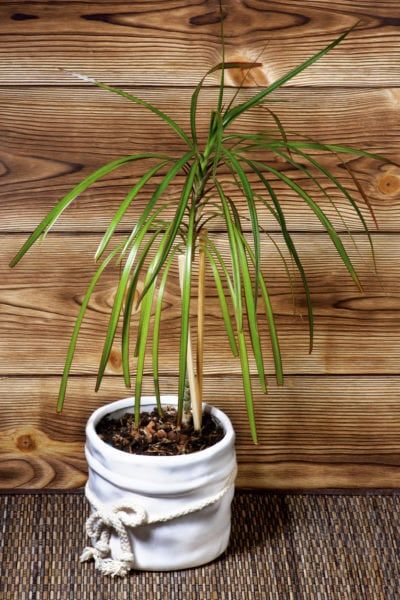 Propagating Dracaena, Dracena Plant, Grow Avocado, Dracaena Plant, Yucca Plant, Meteor Garden 2018, Magic Garden, Garden Route, Interior Plants