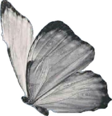 Butterfly App Icon, Animated Images, App Icon, Grey, Black