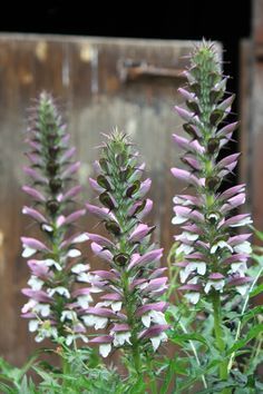 Plants Portraits: Acanthus spinosus | The Frustrated Gardener Acanthus Spinosus, Acanthus Flower, Sussex Garden, Corinthian Columns, Dream House Garden, Partial Shade Plants, Collection Board, Architectural Plants, Flower Language