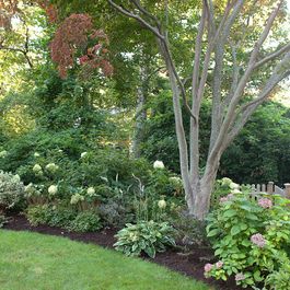 Crape Myrtle underplanting..this is perfect for a dogwood or prunus at end of garden Culdesac Landscaping, Corner Landscaping, Shade Tolerant Plants, Corner Garden, Garden Shrubs, Home Landscaping, Traditional Landscape, Yard Design, Garden Borders