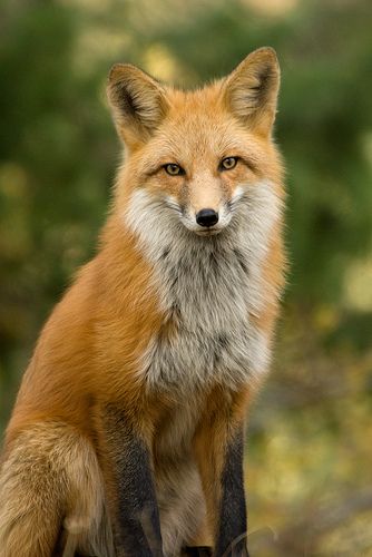 Red Fox by Tundra Winds Images by Donna Dannen                              … Fox Reference, Fox Standing, Fox Photo, Red Foxes, Fox Images, Fox Animal, Fox Drawing, Fox Pictures, Foxes Photography