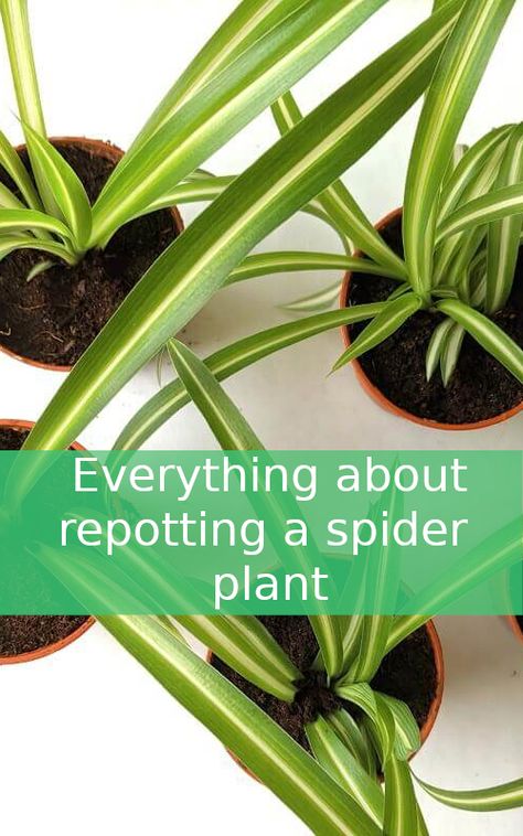 Repotting Plants Houseplant, Spider Plant Potting Ideas, Repotting Spider Plant, How To Repot A Spider Plant, How To Grow Spider Plants, Spider Plant Care Indoor, Indoor Plants For Bathroom, How To Care For A Spider Plant, How To Care For Spider Plants