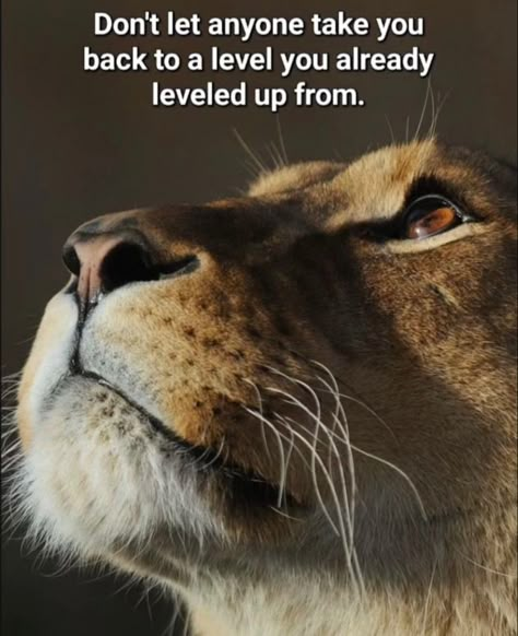 Family Support Quotes, Lioness Quotes, Lions Roar, Leo Lover, Spiritual Pictures, Leo Zodiac Facts, Lion Quotes, Support Quotes, Positive Parenting Solutions