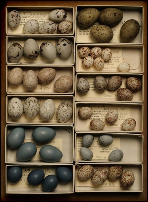 Vintage collection of specimen bird eggs...OR, "What's for breakfast?" Birds Eggs, Song Sparrow, Quails, Bird Eggs, Raising Chickens, Back To Nature, Bird Nest, Song Bird, Taxidermy