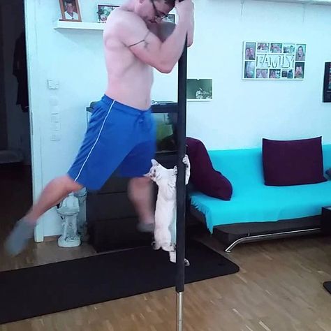 This Video of a Pole Dancing Cat Will Seriously Make Your Entire Day Pole Dancing Videos, Lps Cats, Cat Repellant, Cat Emoji, Pet Videos, Pole Dancing Fitness, Pole Dance Moves, Cat Playground, Cat Tshirts Funny