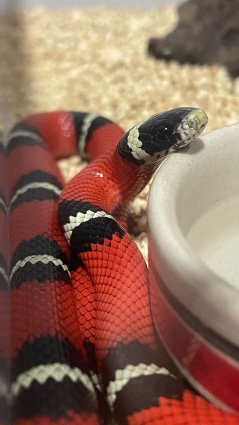 Snake Spirit Animal, Snakes For Sale, Milk Snake, King Snake, I'm So Lucky, Colorful Snakes, Pretty Snakes, Snake Wallpaper, African House