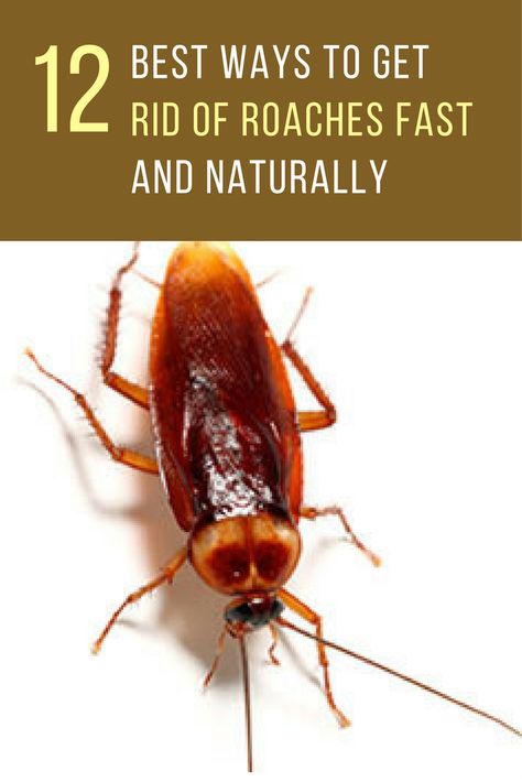 How To Get Rid Of Roaches In Apartment, Cocroach Remedies, Boric Acid For Roaches, Get Rid Of Roaches Fast, Kill Roaches Naturally, Bug Deterrent, Get Rid Of Cockroaches, Cockroach Repellent, Kill Roaches