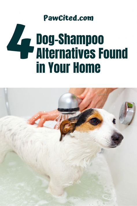 Do it yourself products are increasingly popular these days because of the wide information provided by the web. Tutorials about how you can make your Homemade Puppy Shampoo, Shampoo For Dogs With Itchy Skin, Diy Medicated Dog Shampoo, Diy Puppy Shampoo, How To Make Dog Shampoo, Diy Dog Dry Shampoo, Homemade Dog Shampoo Easy, Best Dog Shampoo For Odor, Bathing Dog At Home