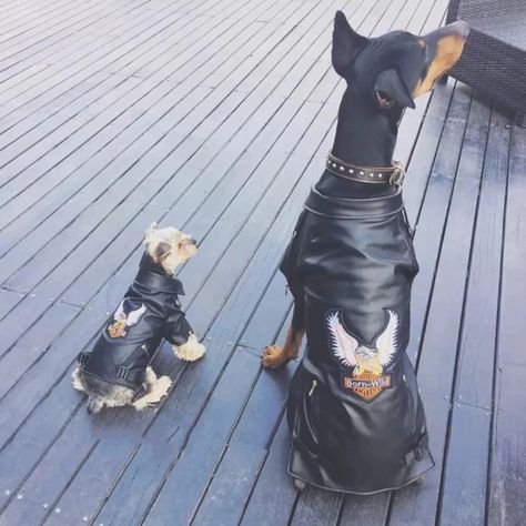 harley dog jacket Dogs Doberman, Harley Women, Biker Dog, Dog Trends, Fashion Makeover, Dog Vests, Pet Breeds, Designer Dog Clothes, Pu Leather Jacket