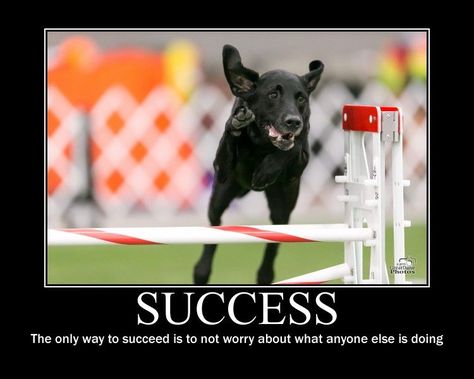 Agility Quotes, Inspirational Funny, Agility Training, Dog Ideas, Motivational Poster, Dog Agility, Australian Animals, Motivational Posters, Inspirational Message