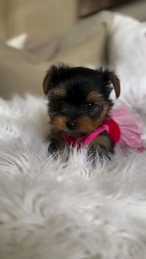 Yorkies Puppies, Yorkie Teacup, Teacup Yorkies For Sale, Yorkie Puppies For Adoption, Capuchin Monkeys, Puppies Videos, Yorkshire Terrier Funny, Cute Fluffy Puppies, Teacup Yorkies