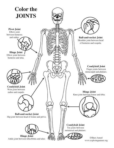 joints of the body Anatomi Dan Fisiologi, Human Joints, Human Body Unit Study, Human Body Activities, Anatomy Coloring Book, Experiments Kids, Human Body Unit, Basic Anatomy And Physiology, Nursing School Survival