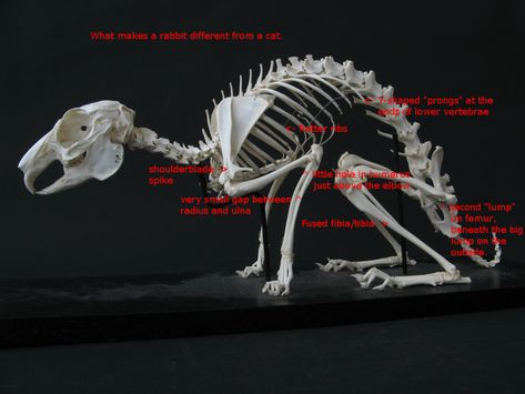 substitutions - How can I tell the difference between a rabbit and a cat? - Seasoned Advice Rabbit Anatomy, Rabbit Skeleton, Anatomy Bones, Skeleton Anatomy, Animal Skeletons, Fossil Bones, Vulture Culture, Animal Anatomy, Skeleton Bones